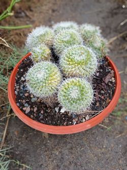 Pin cushion cactus plant