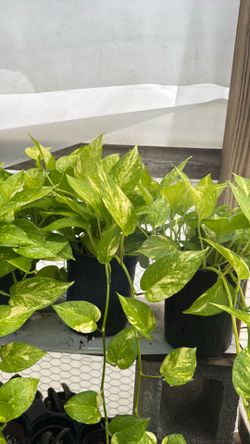 Ivy