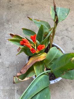 Plant