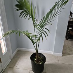PALM.   PALMA 
