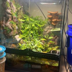 Bioactive Terrarium With Mist King