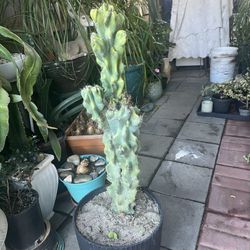 Monstrose Cactys 2 Ft Tall In Black Poted 