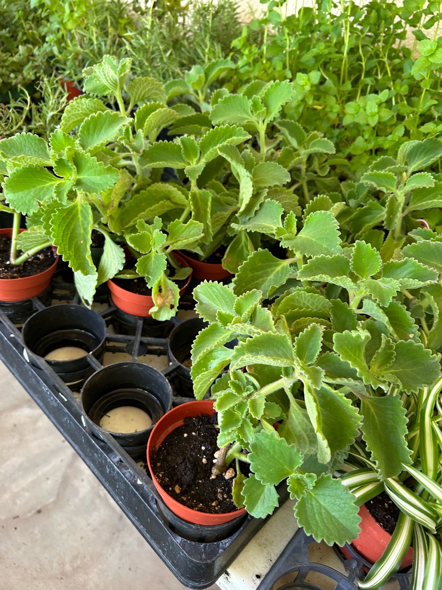 Herbs rosemary mint Ruda oregano 4$. Each