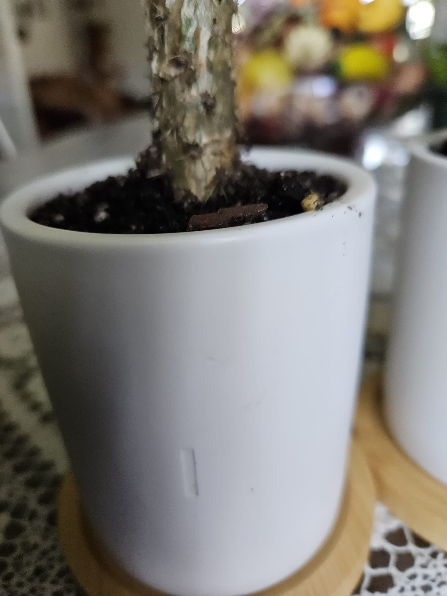 Small Cactus Plants/pots Three For $25