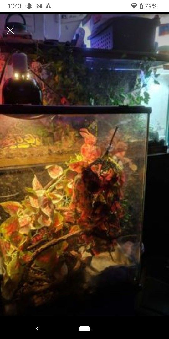 Exo Terra Terrarium