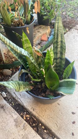 Snake plant