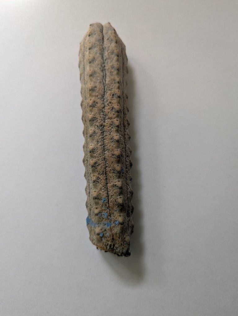 Euphorbia abdelkuri – Rare Succulent Cactus (4” Specimen)