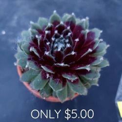 PLANT SUCCULENT SALE. THIS SUNDAY  FROM 12 Pm  TO 330 IN SAN LORENZO