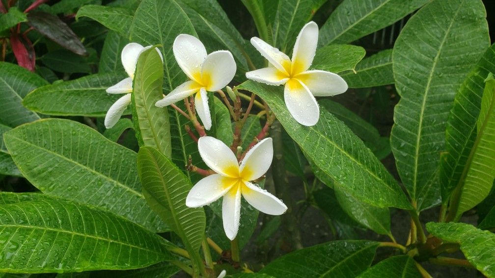 Plumeria, Frangipani White Cuttings-Trade For Other Colors Or Other Plants
