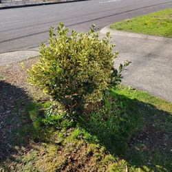 Variety Of Bushes And A Tree