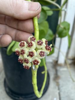 Blooming Hoya Kerry Plant, In 8 Inch Pot Pick Up Only