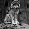 RiverWolfNW