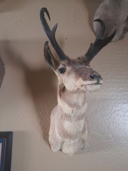Mounted antelope head