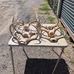 Deer Antlers