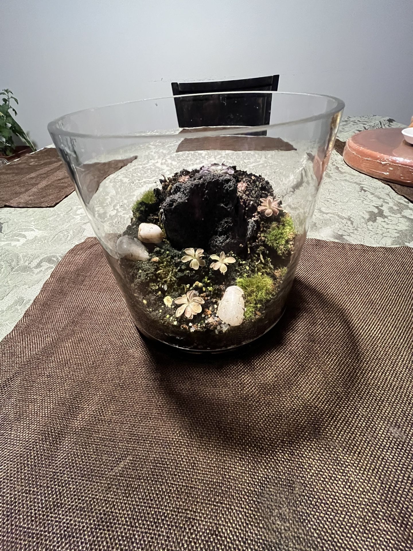 Carnivorous Terrariums (Pinguicula) (Pings) 