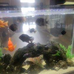Aquarium convict Decor