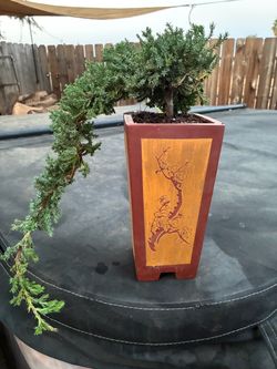 Bonsai a few to choose from $50 each