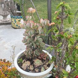 Jade