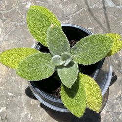 Lambs Ear Plant