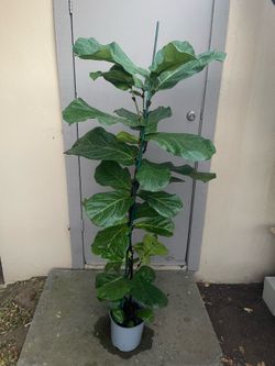 Ficus Lyrata Fiddle Leaf Fig Tree House Plant 8.5” Pot