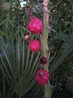 Fruit Harrisia cactus 🌵
