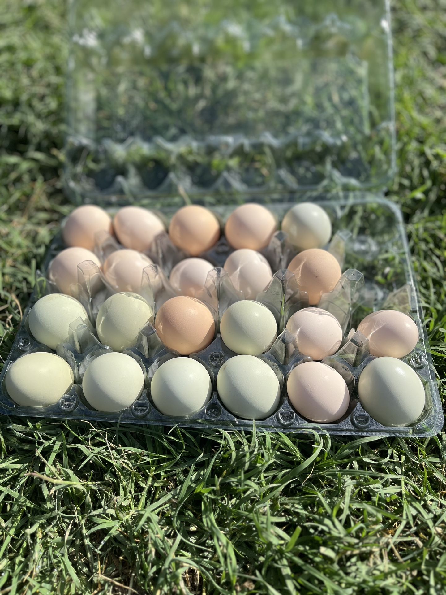 Chicken Eggs