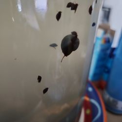 Snail Babies (Alive)