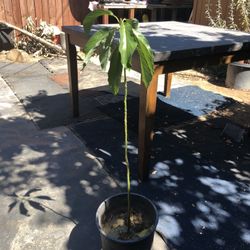 Organic Haas Avocado 🥑  Tree 