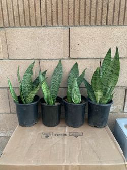 House plants “robusta” 🪴 (1 AVAILABLE)
