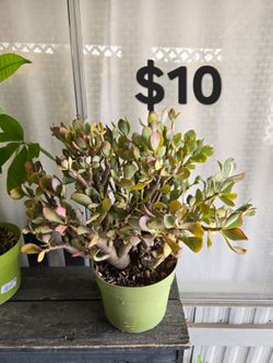 Jade