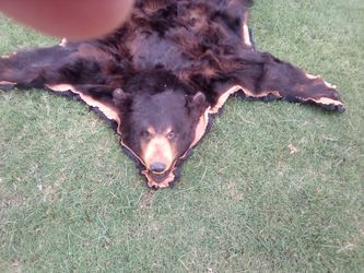 AK brown bear
