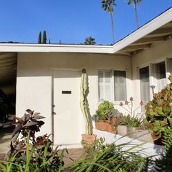 A tall beautiful ammak cactus without pot