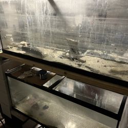 Fish Tank 