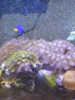 Coral for sale and willing to trade for electronics or jewelry or tools