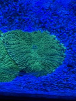 Fake Mushroom Coral