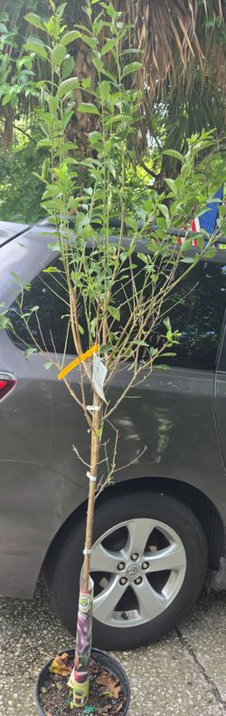 Ciruela Santa rosa Plant.