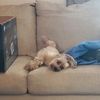 Rosie