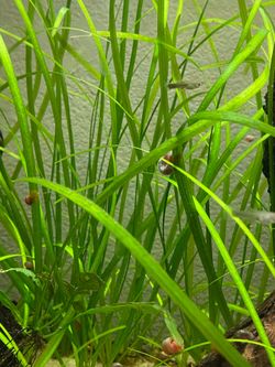 Vallisneria 🌱