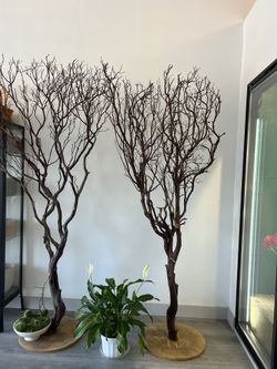 Decorative Trees For A Wedding Party