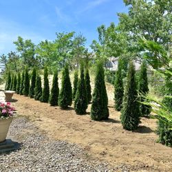 Privacy Tree Sale FREE DELIVERY! Emerald Green & Green Giants 