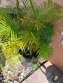Full Size Ereca Palm Bush Plant For $60