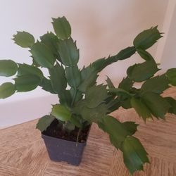 Thanksgiving Cactus