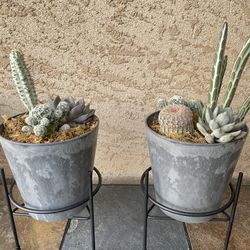 Decorative Succulent Plant 