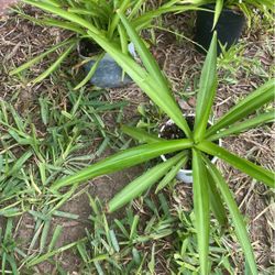 Planta $5.00 Cada Una  Es Como La De La Última  Foto