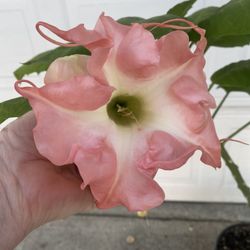 Ángel Trumpet  Blooming Double Flower Outdoor Plant, In 3 Gallons Pot Pick Up Obly