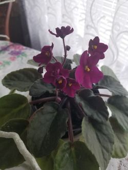 African violet.