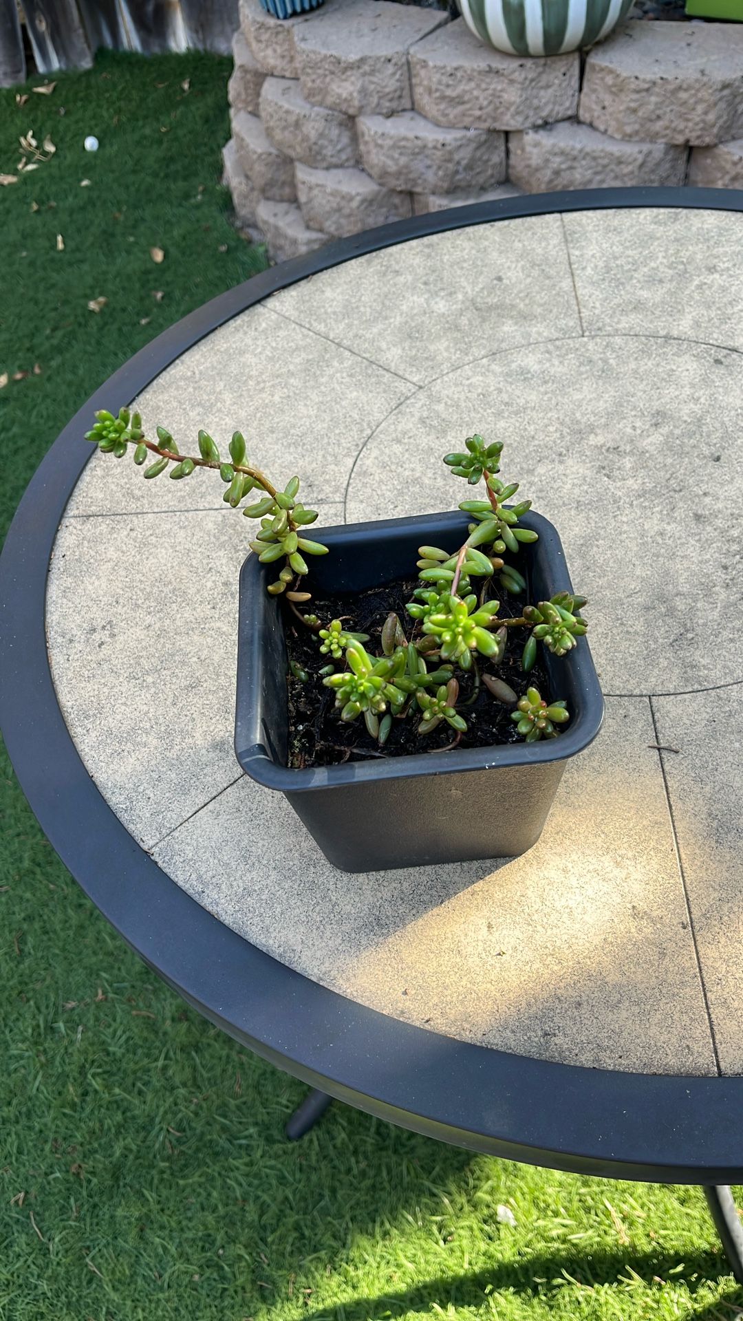 Jelly Beans Plant 🪴