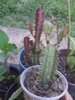 Cactus
