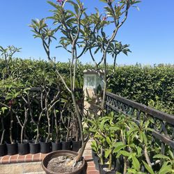 Plumeria Tree