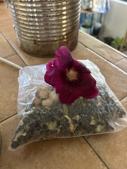 Cemillas de vara de san Jose